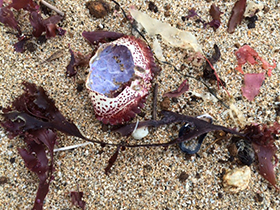 Shells near Montara